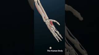 Anatomy of the Hand amp Wrist Bones Muscles amp Ligaments anatomy education meded [upl. by Yenettirb]