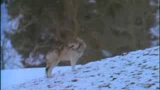 Wolves A Legend Returns to Yellowstone part3 [upl. by Michaele238]