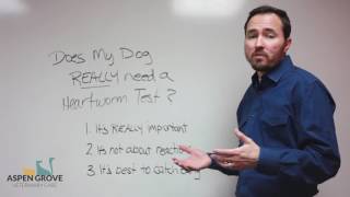 Does My Dog Really Need a Heartworm Test [upl. by Ettezoj43]