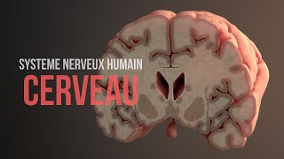 Comment fonctionne le cerveau Système nerveux humain Animation [upl. by Kuhn]