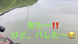 和歌山［バス釣り］桜池 釣れましたが 2024626 ブラックバス blackbass blackbassfishing 釣り fishing [upl. by Hagen]