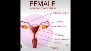 Causes of blocked fallopian tubeswomenhealth conception [upl. by Eicyal]