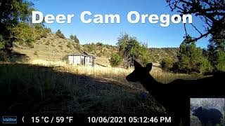 Deer Trigger Our Trail Camera Eastern Oregon [upl. by Aneg]