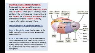 Anatomy of the Diencephalon  Dr Ahmed Farid [upl. by Onra]