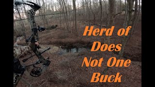 A Herd of Does  Not One Buck  Virginia Saddle Hunting [upl. by Isabea]