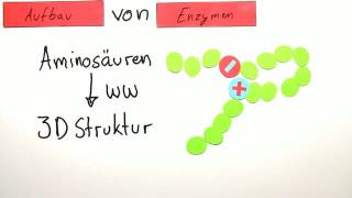 ENZYME  BAU UND WIRKUNGSWEISE  Biologie  Stoffwechselbiologie [upl. by Eenitsed]