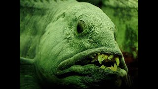 The Atlantic Wolffish Oceans Hidden [upl. by Pernick]