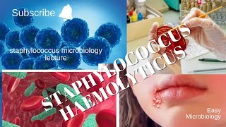 staphylococcus microbiology lecture staphylococcus haemolyticus Easy Microbiology [upl. by Dabbs]