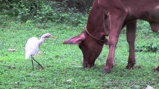 Cattle Egrets with Cattles [upl. by Siobhan]