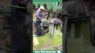 Best working day 1120 Sisal processing process [upl. by Katina]