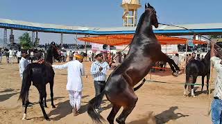 Milk teeth colt show Puskar mela 2024 ring show Beautiful colt competition in puskar Rajasthan 2024 [upl. by Adnuahsor569]