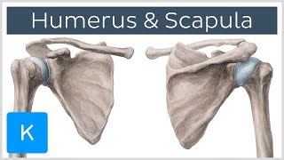 Humerus and Scapula Anatomy Definition Ligaments amp Bones  Kenhub [upl. by Hildagard]