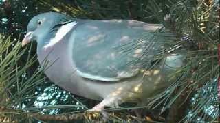 woodpigeon houtduif [upl. by Yleek]