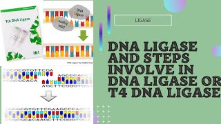 Ligase and T4 DNA ligase mechanism and steps involve in t4 ligase [upl. by Web638]