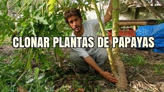 Como conseguir clones de tus plantas de papaya [upl. by Semajwerdna]