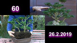 Bonsai Boxwood Buchsbaum Buxus schneiden und zum Frühling Umtopfen [upl. by Borman]