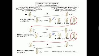 Backcross Method Recessive gene transfer  understanding [upl. by Assinna]