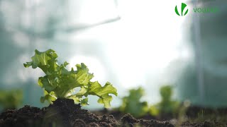 Optimisez votre plantation avec la serre de jardin VOUNOT [upl. by Freed449]