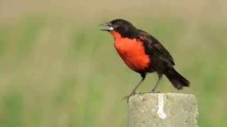 Aves de Venezuela – Aves de Barinas  Tordo Pechirrojo  Sturnella militaris [upl. by Wemolohtrab]