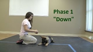 How to Train a dog to Lie quotDownquot K91com [upl. by Kirwin]