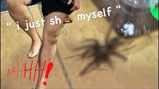 ARACHNOPHOBIC moves BIG TARANTULAS   HILARIOUS  🎉 HAPPY NEW YEAR [upl. by Arquit661]