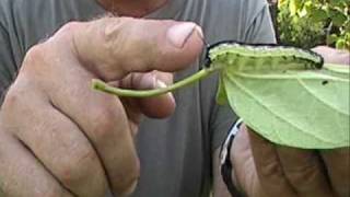 Catfish Candy  The Catalpa Worm [upl. by Ferdy]