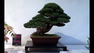 Cypress bonsai  Cupressus sempervirens by Alfiero Suardi [upl. by Gainor]