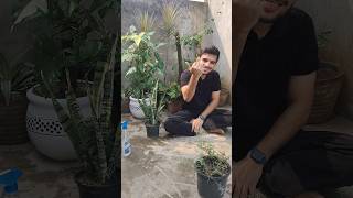 Grow free indoor snake plant  sansiveria by leaf cutting with results🌿 shorts viral gardening [upl. by Arman]