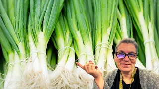 Planting Bunching Onions AKA Scallions for Fall and Winter Harvest [upl. by Searby]