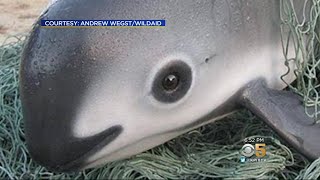 VANISHING VAQUITAS Vaquita dolphins being pushed to brink of extinction by greedy fishermen [upl. by Alue]