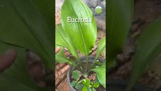 Eucrosia Plant  shortsfeed plantworld azmiagriculture [upl. by Nostaw]