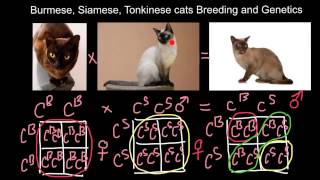 Burmese Siamese Tonkinese cats Breeding and Genetics [upl. by Ecnarual]