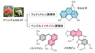 【薬の化学構造名の由来を知ろう！：医薬品化学名語源事典mini】（１０）イソキノリン [upl. by Spiegel]