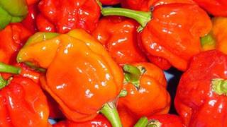 HOTTEST PEPPERS IN THE WORLD  BOAT 8 [upl. by Justis]