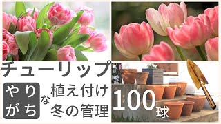 【ガーデニング】チューリップ  春の準備 人気の花で庭を華やかに [upl. by Ashil869]