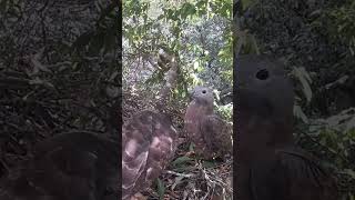 Eagle Dad brought back a cake of bee pupae to feed the birds蜂鹰，鹰爸爸带回一饼蜂蛹喂小鸟 birds [upl. by Aneis619]