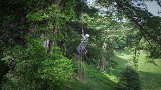 The perilous plight of rainforest epiphytes [upl. by Cannice]