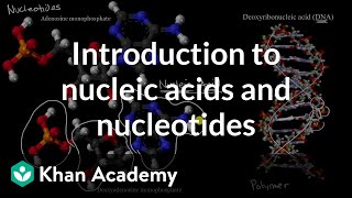 Introduction to nucleic acids and nucleotides  High school biology  Khan Academy [upl. by Eeliab]