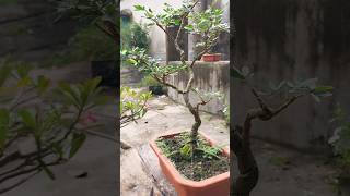 Calliandra Bonsai powder puff viralvideo shortsvideo shorts bonsai [upl. by Attennod829]