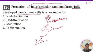 Formation of interfascicular cambium from fully developed parenchyma cells is an example for [upl. by Ecinuahs729]