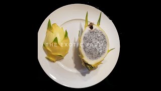 The Exotic Farm  Coltivazione della Pitaya in Italia  dragon fruit cultivation [upl. by Aynotal2]