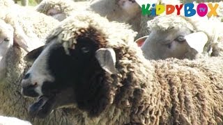 Bauernhof Tiere  Schafe  Sheep  KIDDYBOXTV [upl. by Odrahcir323]