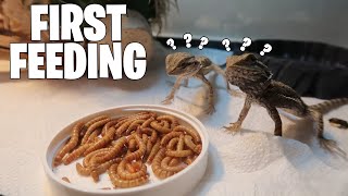 Feeding Baby Bearded Dragons for the First Time [upl. by Glennie]