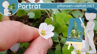 🖼️ Porträt 012  Waldsauerklee Oxalis acetosella  WildpflanzenSteckbrief Essbar [upl. by Erleena917]