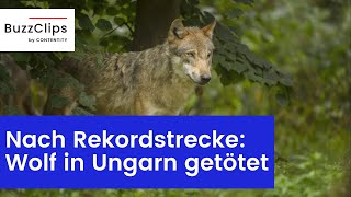 Schweizer Rekordwolf illegal erschossen [upl. by Nysilla]