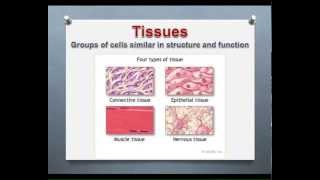 LECTURE Introduction to Epithelial amp Connective Tissues [upl. by Yggam418]