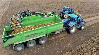 Potato Harvest  New Holland T7220T7030  AVR Apache 4 row trailed potato harvester  Van Pagée [upl. by Nered]