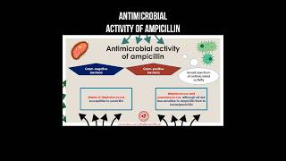 Antimicrobial activity of ampicillin antimicrobial ampicillin staphylococcus antibiotics [upl. by Nilyahs549]