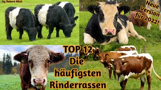 KUH DOKU Die 12 häufigsten Rinderrassen Angus Holstein Fleckvieh Jersey Braunvieh Galloway usw [upl. by Averat50]