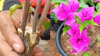 Unique method  How to graft bougainvillea 4 easy steps [upl. by Arodaeht]